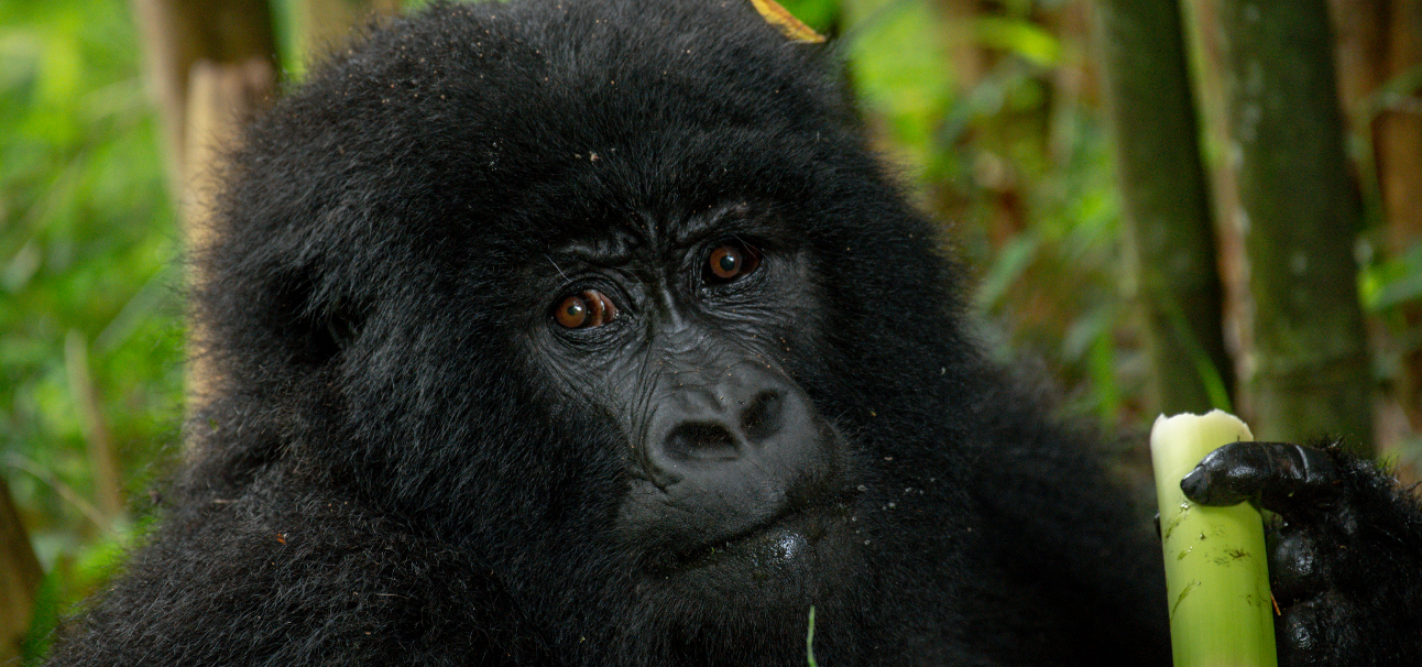 Safari aéreo de 4 días para ver gorilas en el Bosque Impenetrable de Bwindi