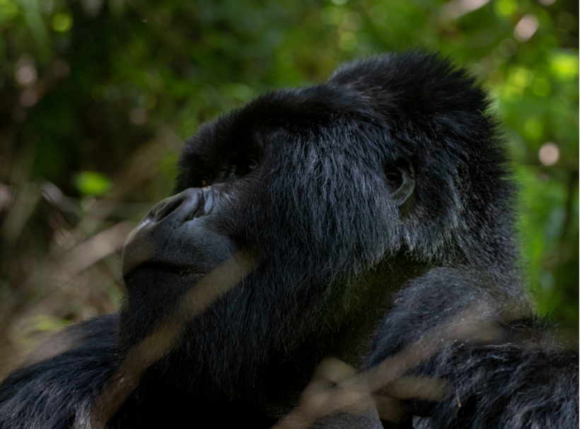 Cómo llegar por carretera al Parque Nacional del Bosque Impenetrable de Bwindi para realizar un trekking con gorilas