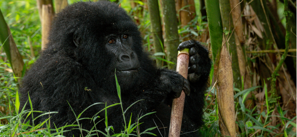 Safari de 4 días para avistar gorilas en Bwindi desde Kigali