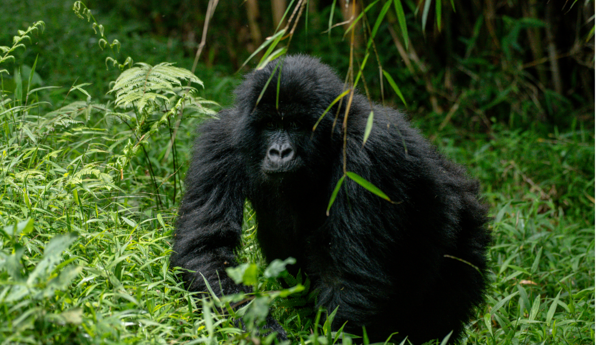Safari de 7 días por Uganda para observar primates y fauna salvaje